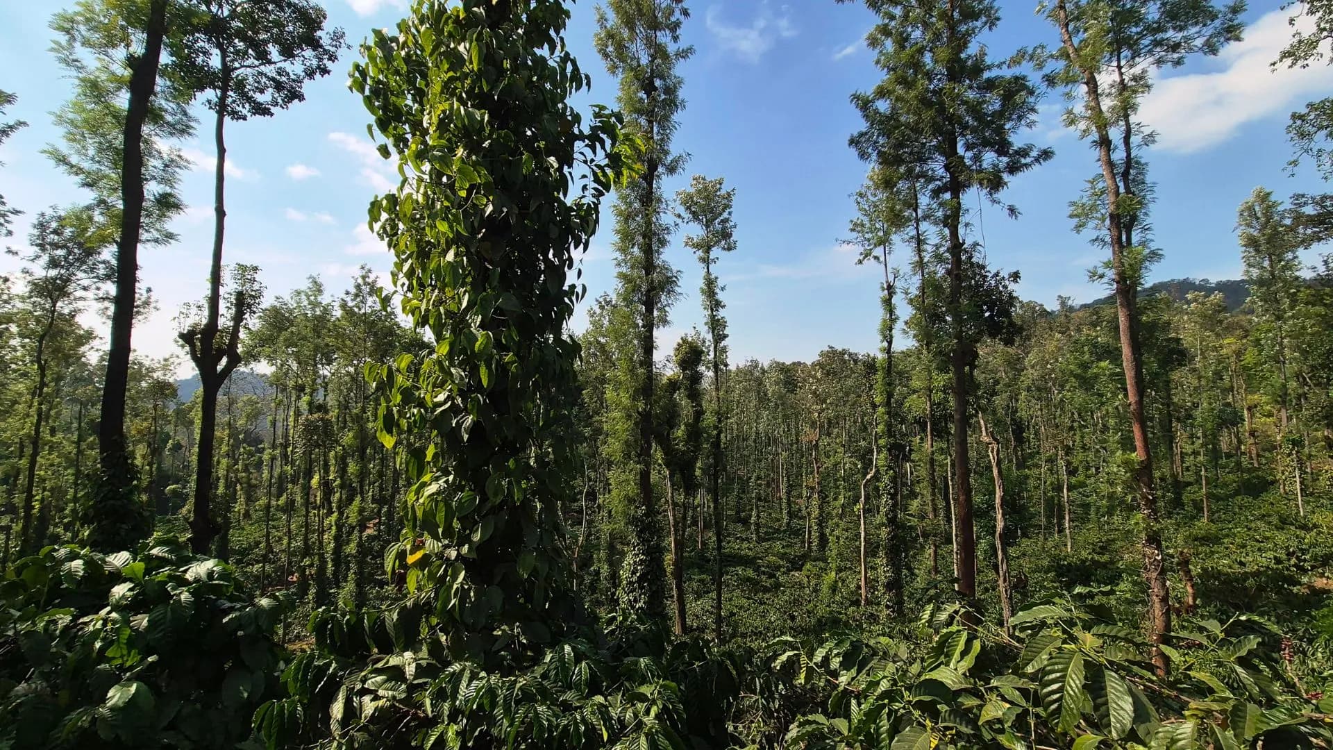 Coffee Plantation Walk