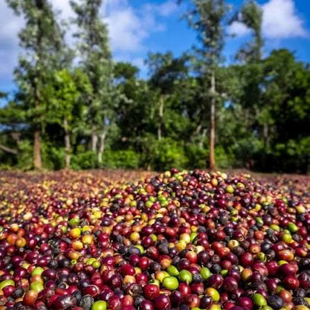 Coffee Harvest to Drying Trail (Nov–Dec)