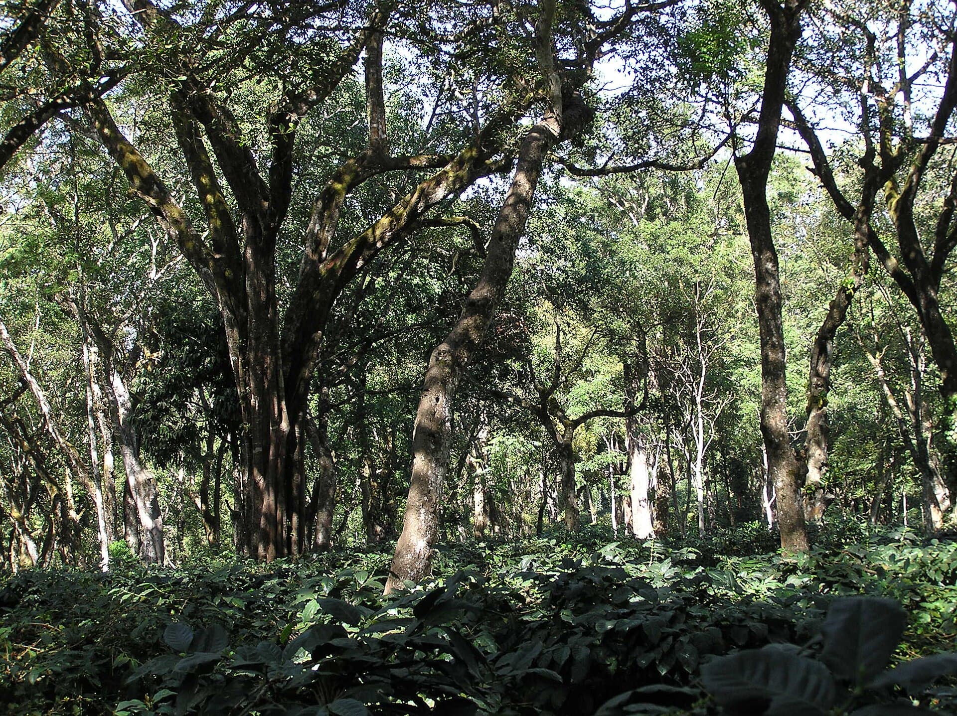 The coffee trail: how seven beans became an industry